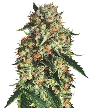 Семена сорта Sapphire OG fem (Humboldt Seed Organization)