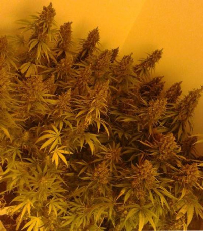 Семена сорта Amnesia fem (Vision Seeds)