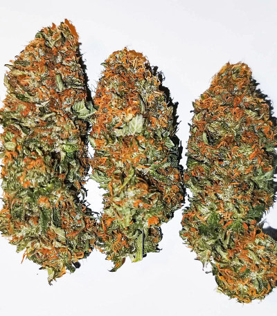 Семена сорта Auto Mokum's Tulip fem (Dutch Passion)