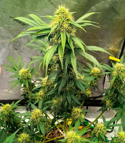 Семена сорта конопли Black Widow