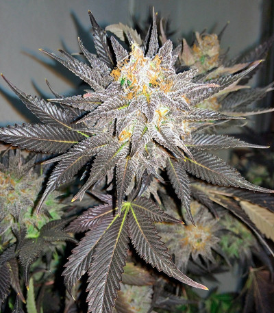 Сорт каннабиса Blue Velvet