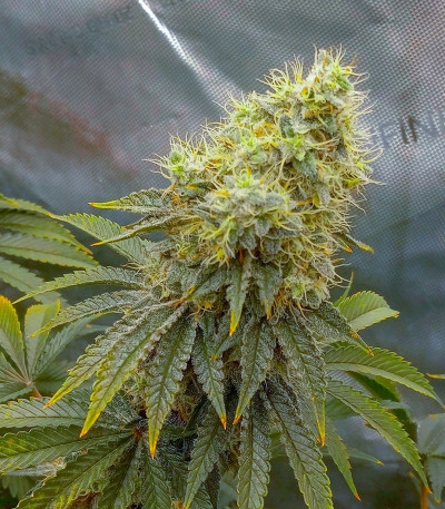 Семена сорта End Game RBX EC #4 Line fem (Ethos Genetics)