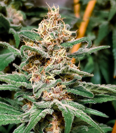 Семена сорта Gelato fem (Nirvana Seeds)