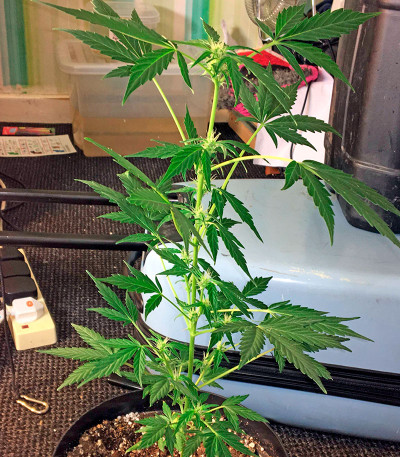 Семена сорта Moby Dick Autoflowering fem (Dinafem Seeds)