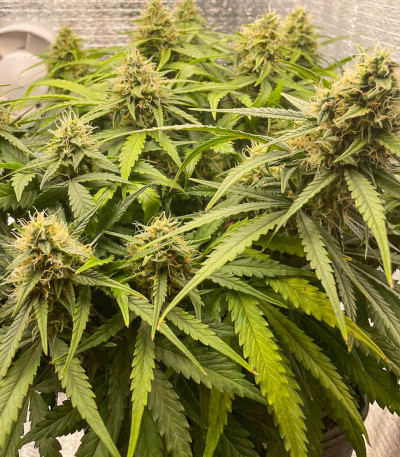 Семена сорта Dos-Vi-Dos Auto fem (Семяныч)