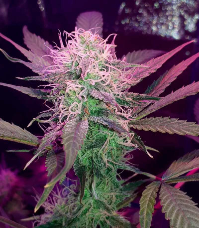 Семена сорта Super Lemon Haze Auto fem (Green House Seeds)