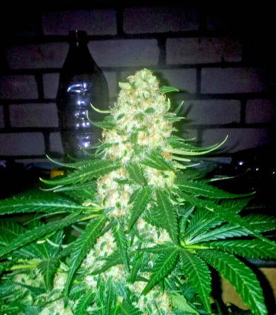 Семена сорта Bubble Kush fem (Royal Queen Seeds)