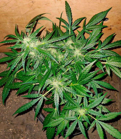 Семена сорта Critical XXL Auto fem (Herbies Seeds)