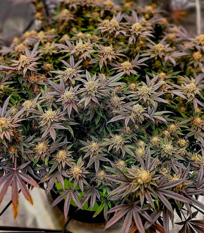 Семена сорта Meringue fem (Dutch Passion)