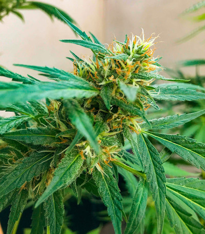 Семена сорта Soyuz OG Express fem (Kalashnikov Seeds)