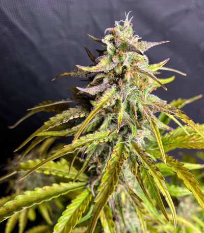 Семена сорта West Coast O.G. Auto fem (FastBuds)