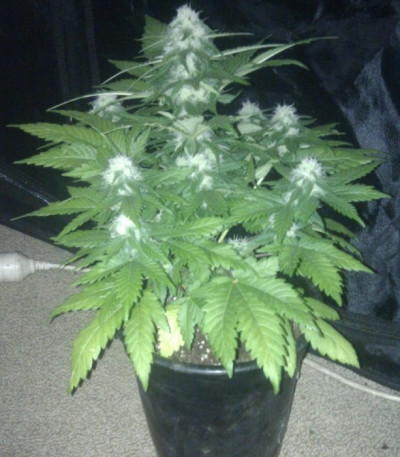 Семена сорта White Widow x Big Bud fem (Female Seeds)