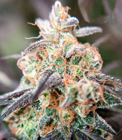 Семена сорта Passion Fruit fem