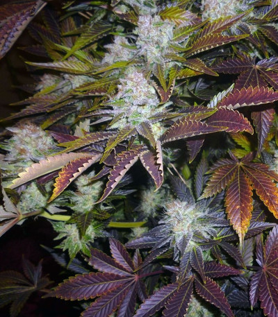 Семена сорта Prozack fem