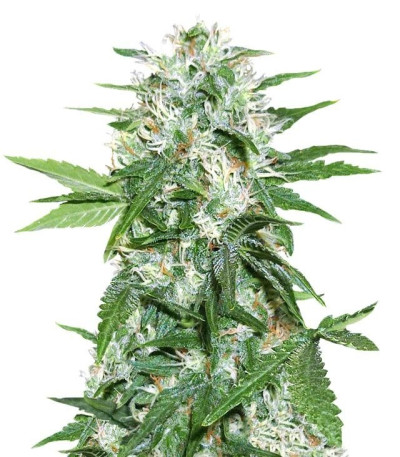 Семена сорта Satan's Bride fem (Trikoma Seeds)