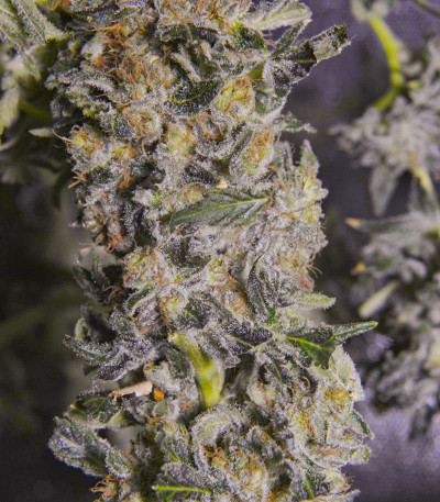 Семена сорта Sugar Candy fem (Delicious Seeds)