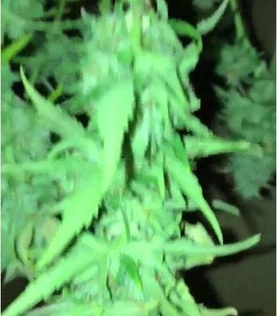 Семена сорта Lemon AK Auto fem (FastBuds)