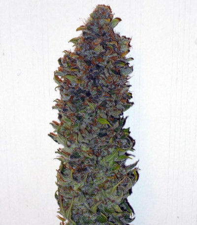 Семена сорта 8 Ball Kush fem (Barney's Farm)