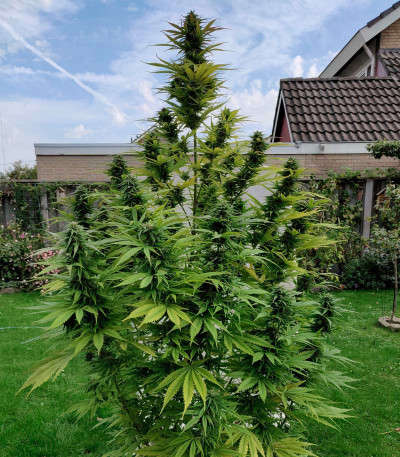 Семена сорта Holy Punch fem (Green House Seeds)