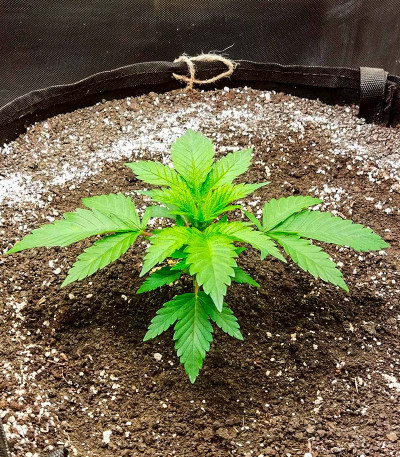 Семена конопли сорта AK-47