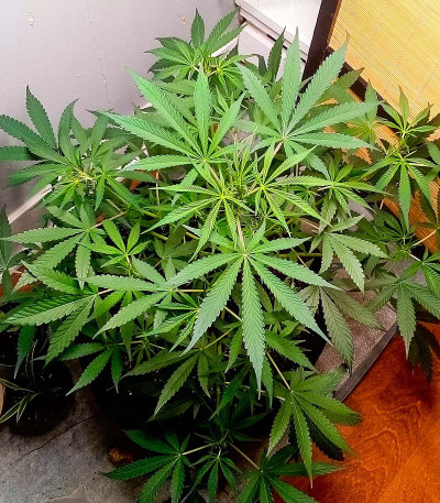 Семена сорта Auto Mimosa Punch fem (Advanced Seeds)