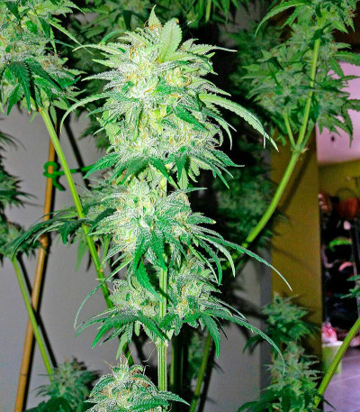 Семена сорта Bubba Kush Autoflowering fem (Dinafem Seeds)