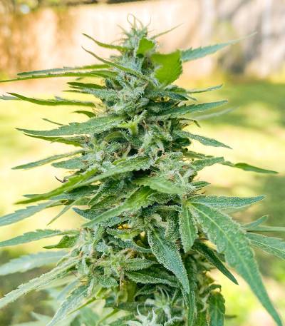 Семена сорта Master kush fem (Dutch Passion)