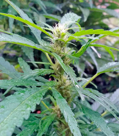 Семена сорта South African Kwazulu fem (World of Seeds)