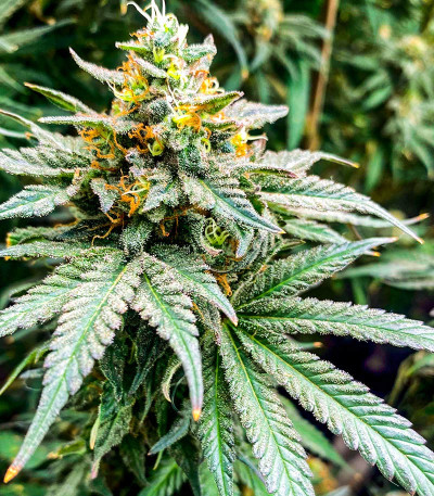 Семена сорта Wedding Crasher Auto fem (7CH Seeds & Advanced Seeds)