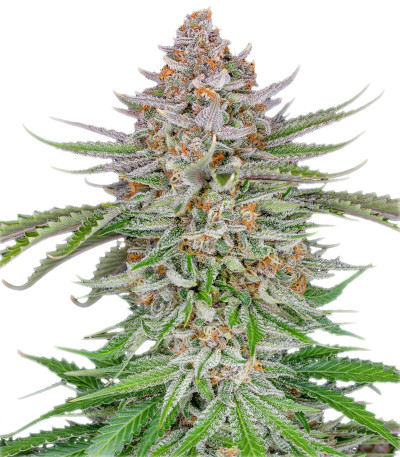 Семена сорта Strawberry Pie Auto fem (FastBuds)