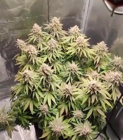 Семена сорта HulkBerry fem (Royal Queen Seeds)