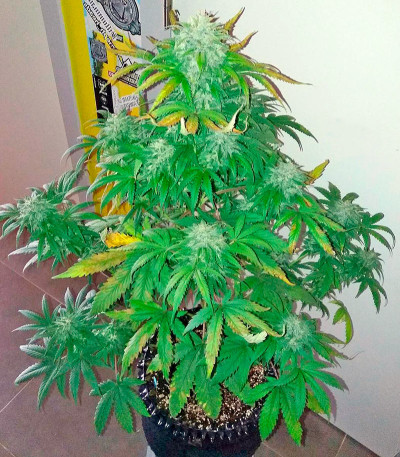 Семена сорта Bubba Kush Autoflowering fem (Dinafem Seeds)
