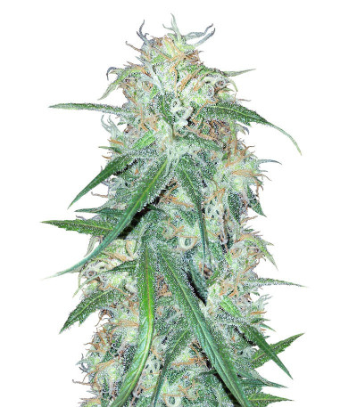 Микс семян конопли Sativa Photo Mix fem (Семяныч)