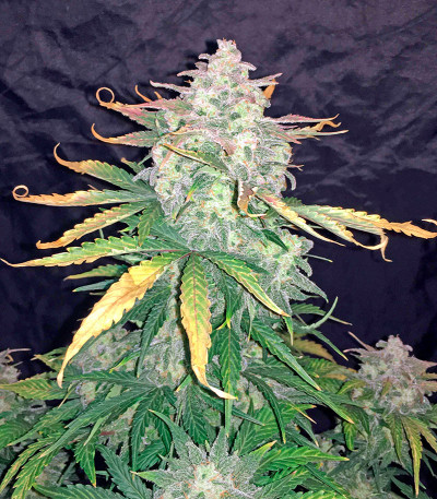 Семена сорта Haze XXL Autoflowering fem