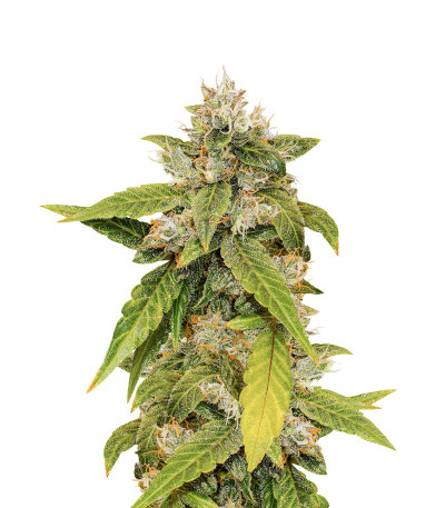 CBD Auto Charlotte’s Angel fem (Dutch Passion)