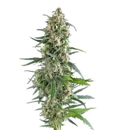 Семена сорта Amnesia Gold fem (Pyramid Seeds)