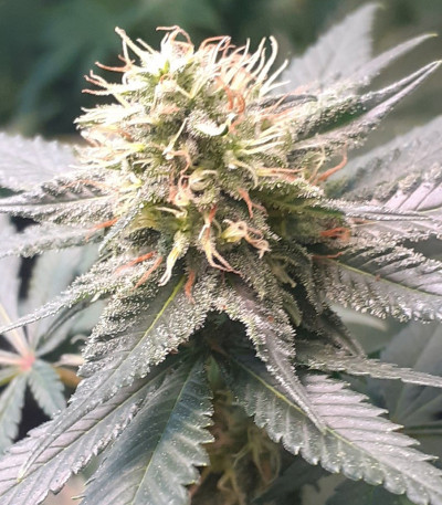 Семена сорта Canadian Kush 2.0 fem