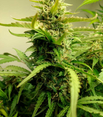 Семена сорта AK-77V fem (Victory Seeds)