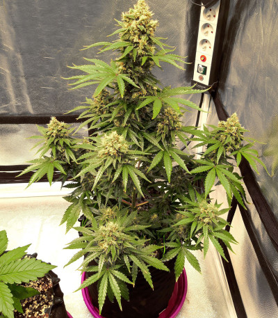 Семена сорта Auto Lemon Kix fem (Dutch Passion)