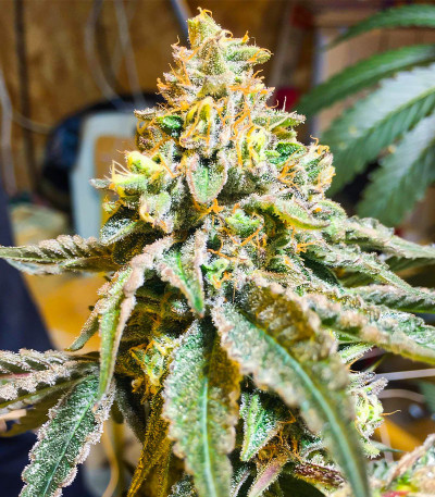 Семена сорта Auto Mokum's Tulip fem (Dutch Passion)