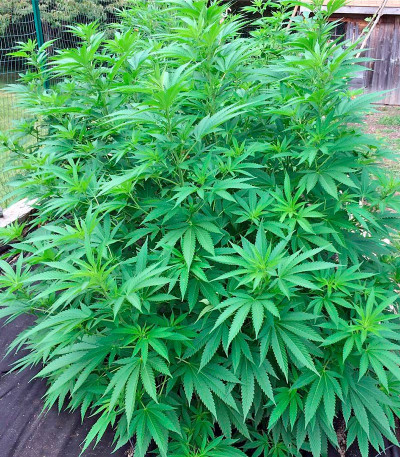 Семена сорта Blueberry Headband fem (Humboldt Seed Organization)