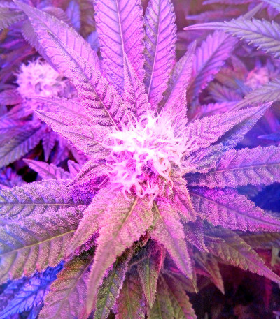 Семена сорта Chocolate Cream fem (00 Seeds)