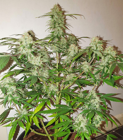 Семена сорта Original Jack Herer Auto fem (FastBuds)