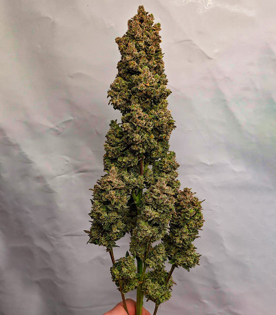 Семена сорта Papaya Cookies Auto fem (FastBuds)