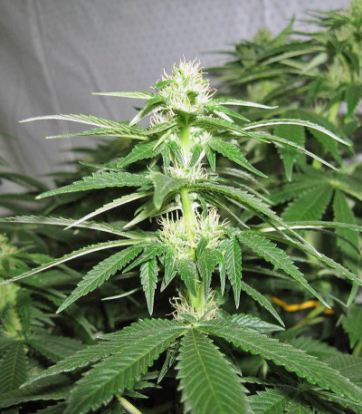 Сорт конопли Pineapple Chunk