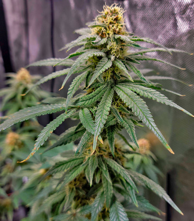 Семена сорта Runtz Punch fem (Herbies Seeds)