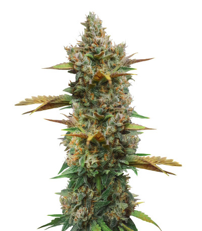 Микс семян конопли Auto Mix Pack #1 fem (Herbies Seeds)