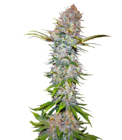 Семена сорта Jock Horror fem (Nirvana Seeds)