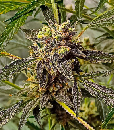 Семена конопли сорта Zoap от 7CH American