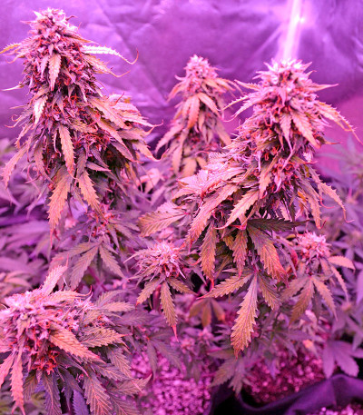 Семена сорта Auto Northern Lights fem (00 Seeds)